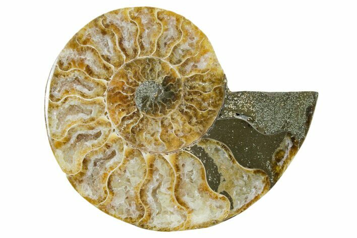 Cut & Polished Ammonite Fossil (Half) - Madagascar #354187
